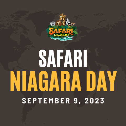 safari niagara caa day